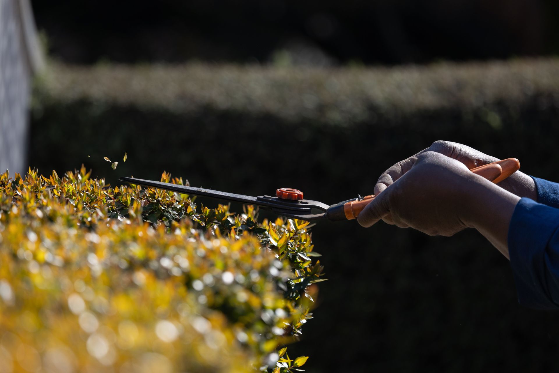 Close-up of a gardener's hand using shears to trim hedges in a garden during the day.
